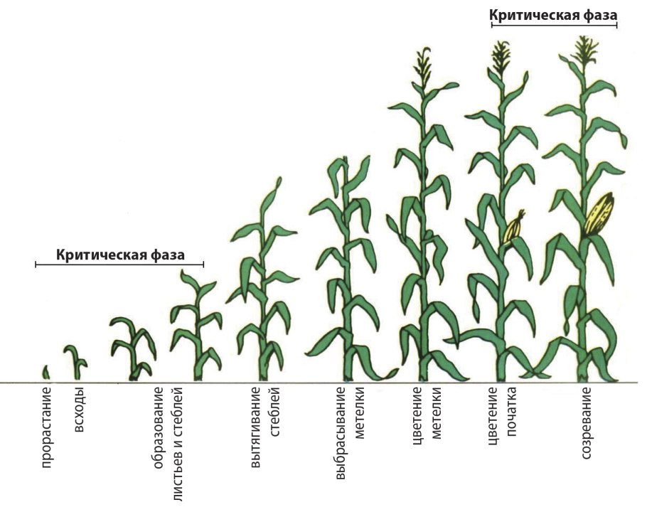 Методы борьбы с амброзией полыннолистной