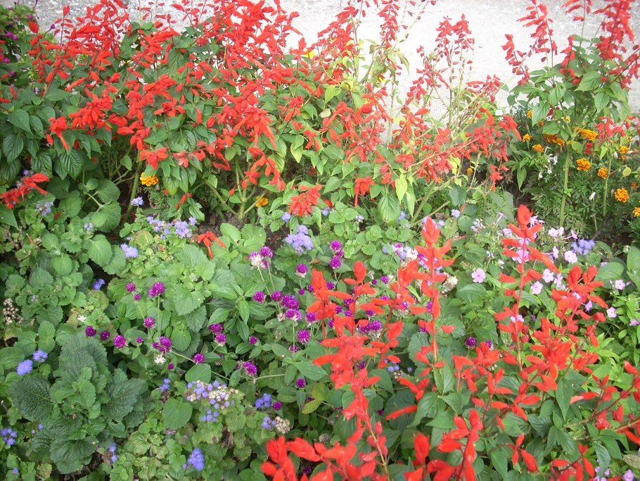 Агростемма Целироза