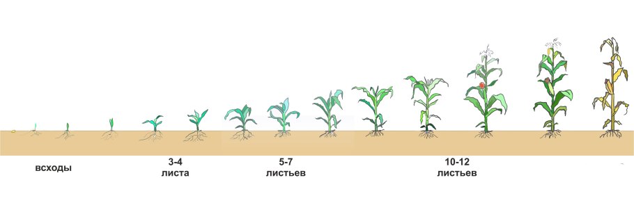 Период вегетации озимой пшеницы