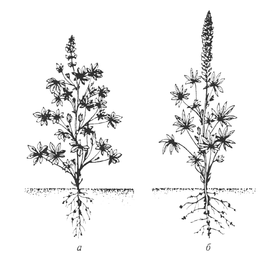 Растения однолетники дикорастущие