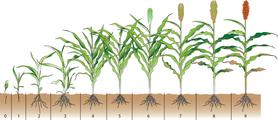 Вегетационный период сорго