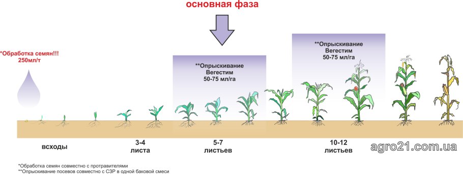 Морковь цикл жизни