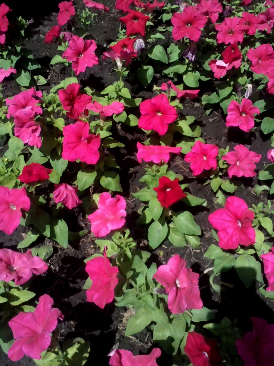 Настурция однолетник