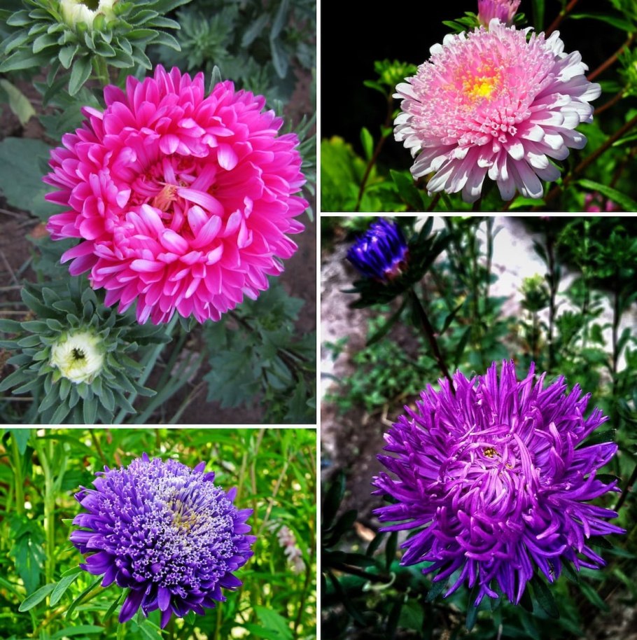 Лебеда Марь-белая растение