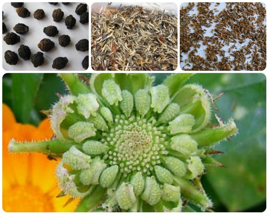 Семянка календулы