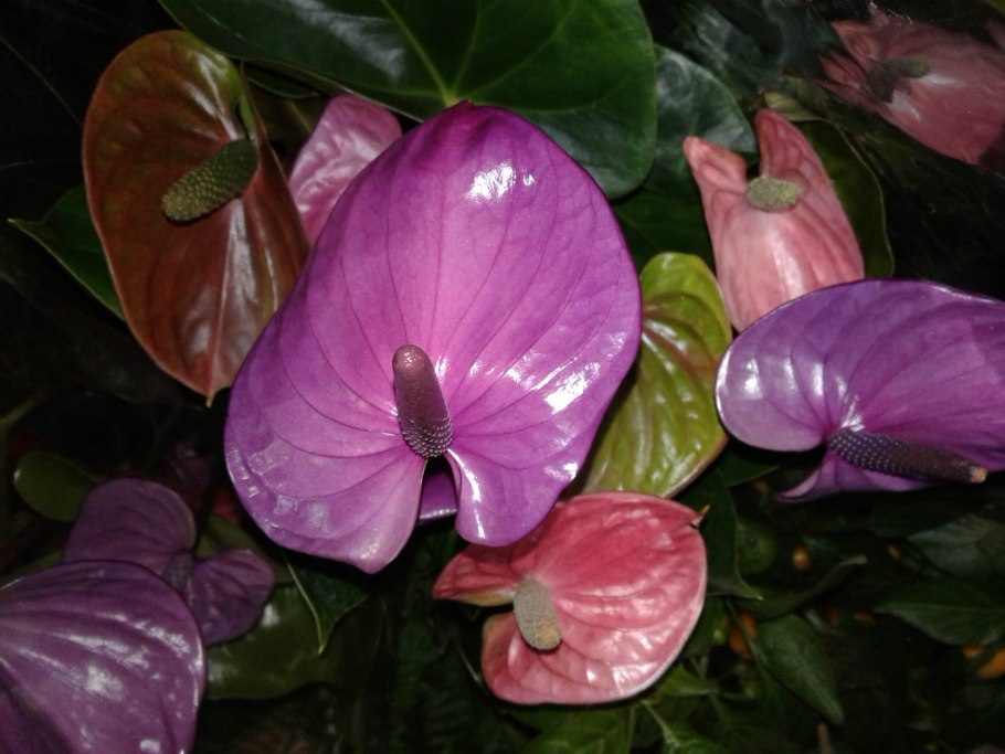 Антуриум Fantasy Love