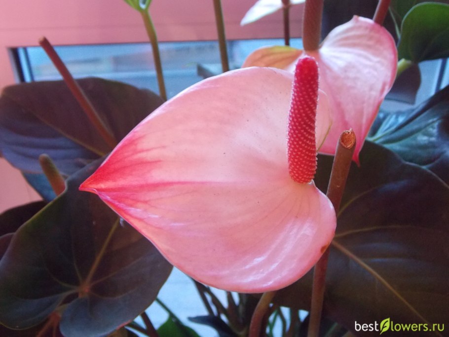 Антуриум фантазия лав