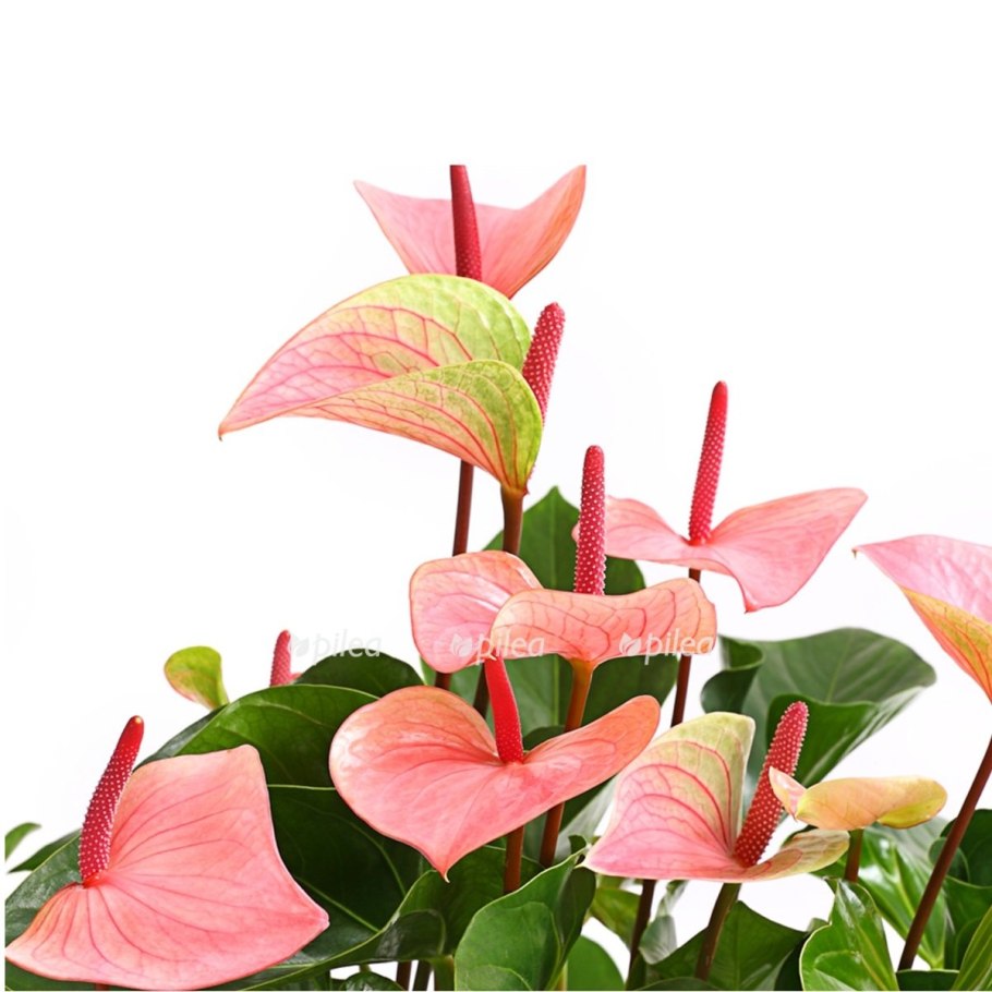 Антуриум принцесса Алексия