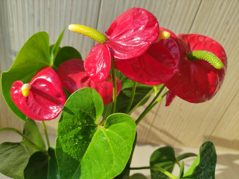 Антуриум мозаик Квин