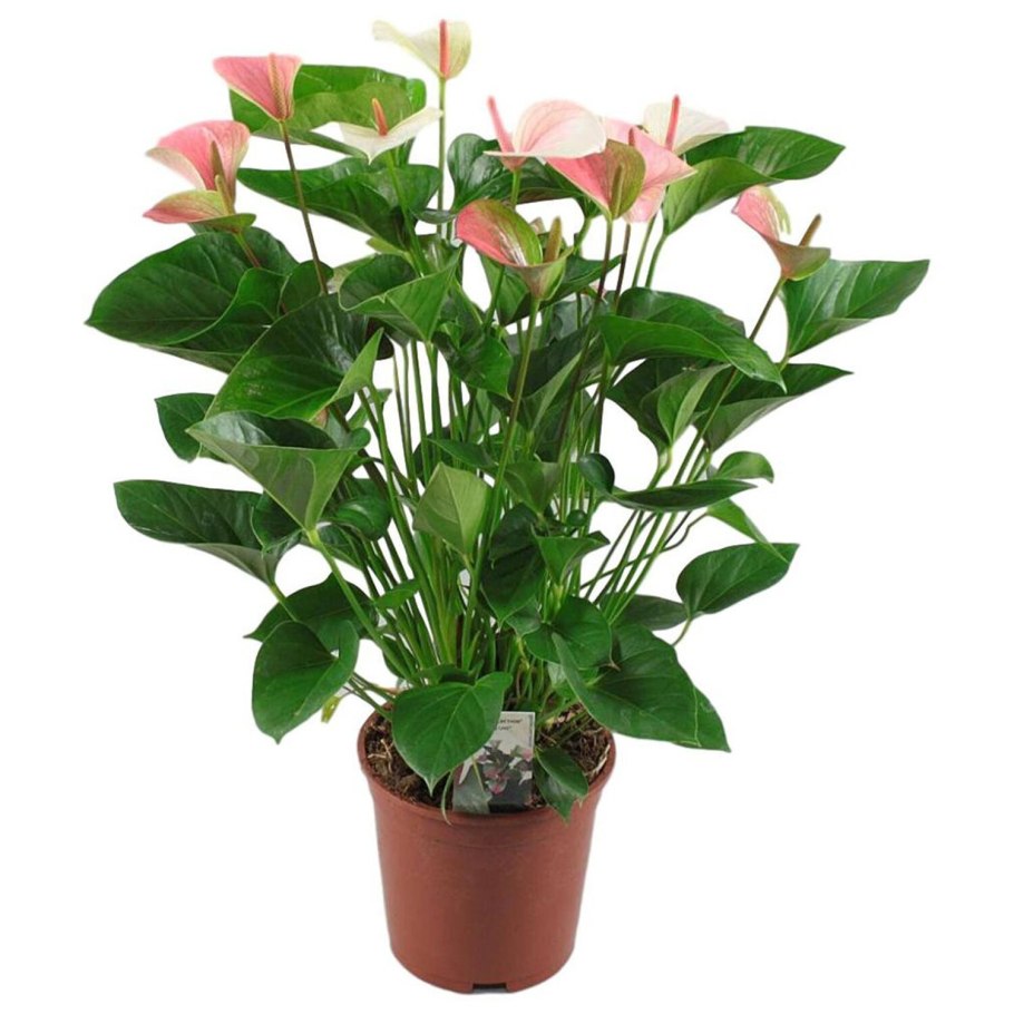 Антуриум мозаик фэнтези