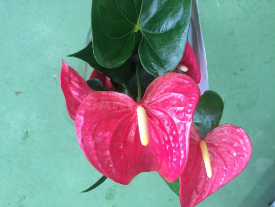 Антуриум Адиос спринг