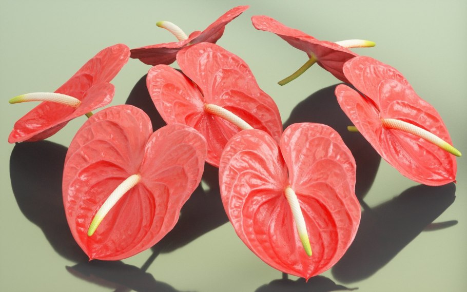 Антуриум Блэк Виннер