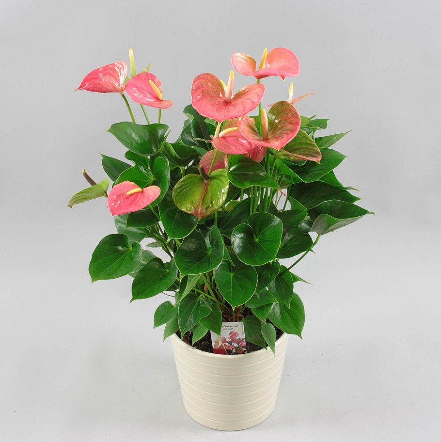 Антуриум Амалия Elegance