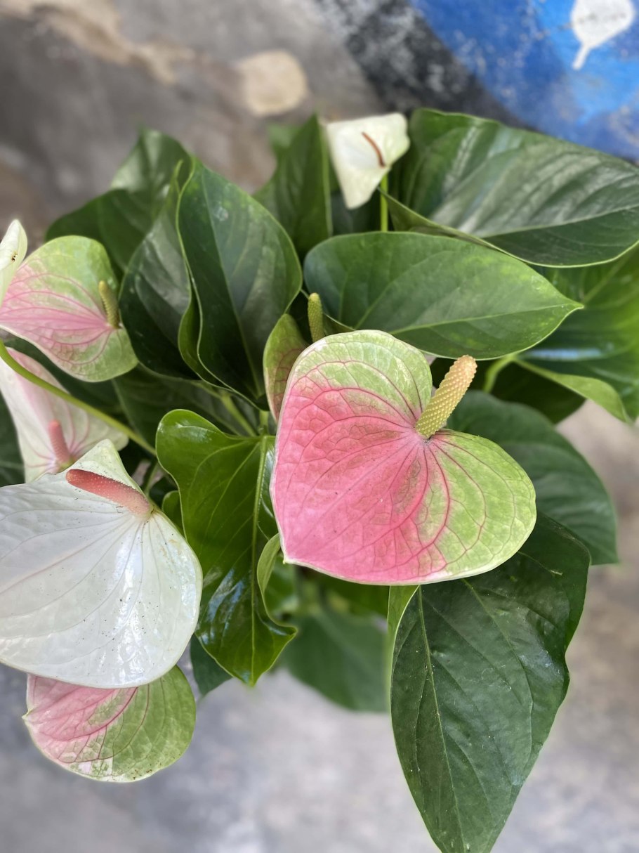 Антуриум фэнтези лав