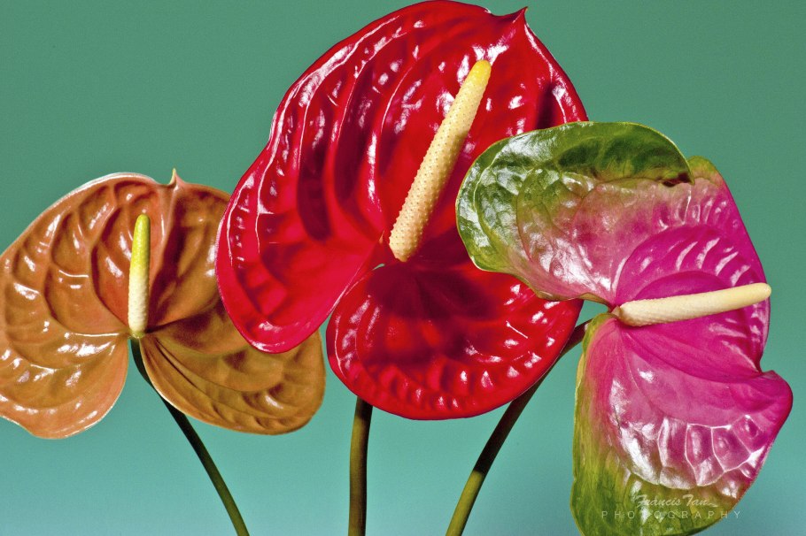 Антуриум андре колорадо