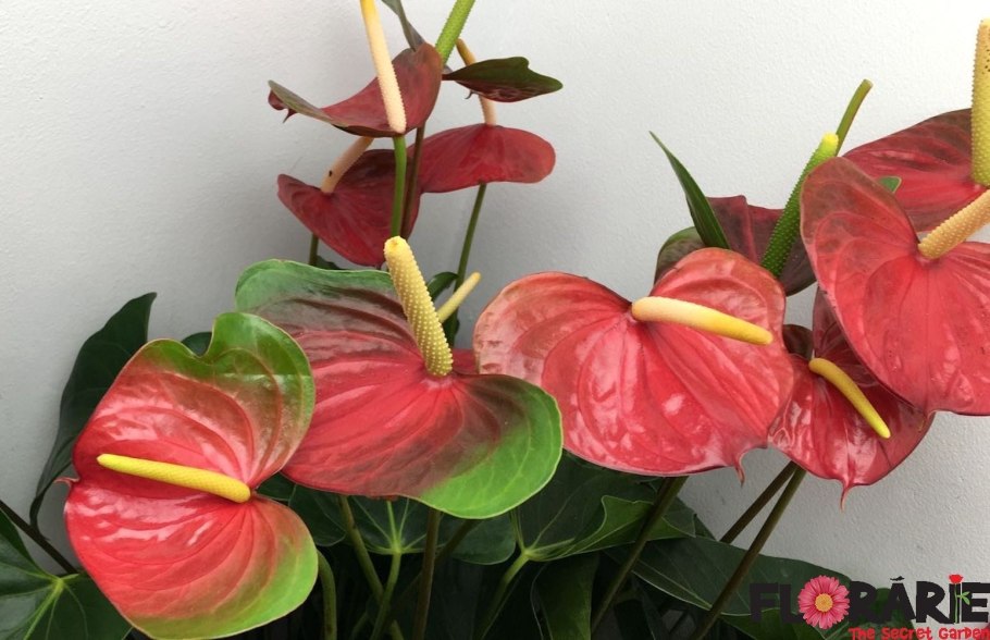 Антуриум Андрианум Пикколо