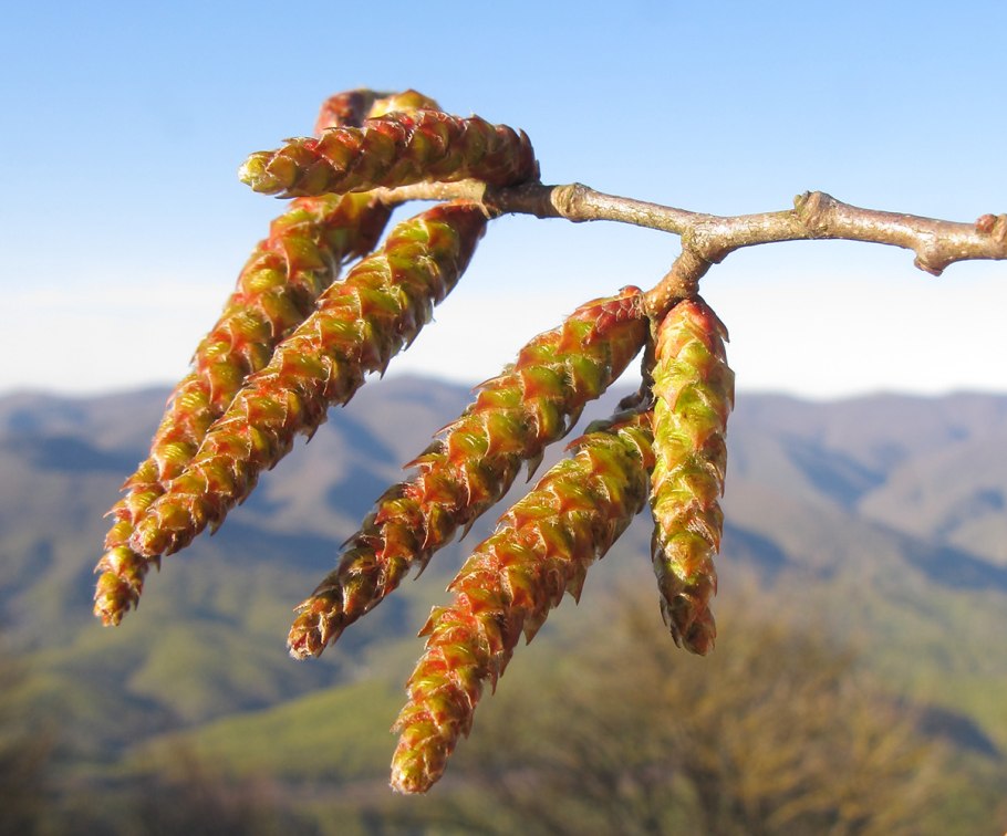 Граба восточного (Carpinus orientalis