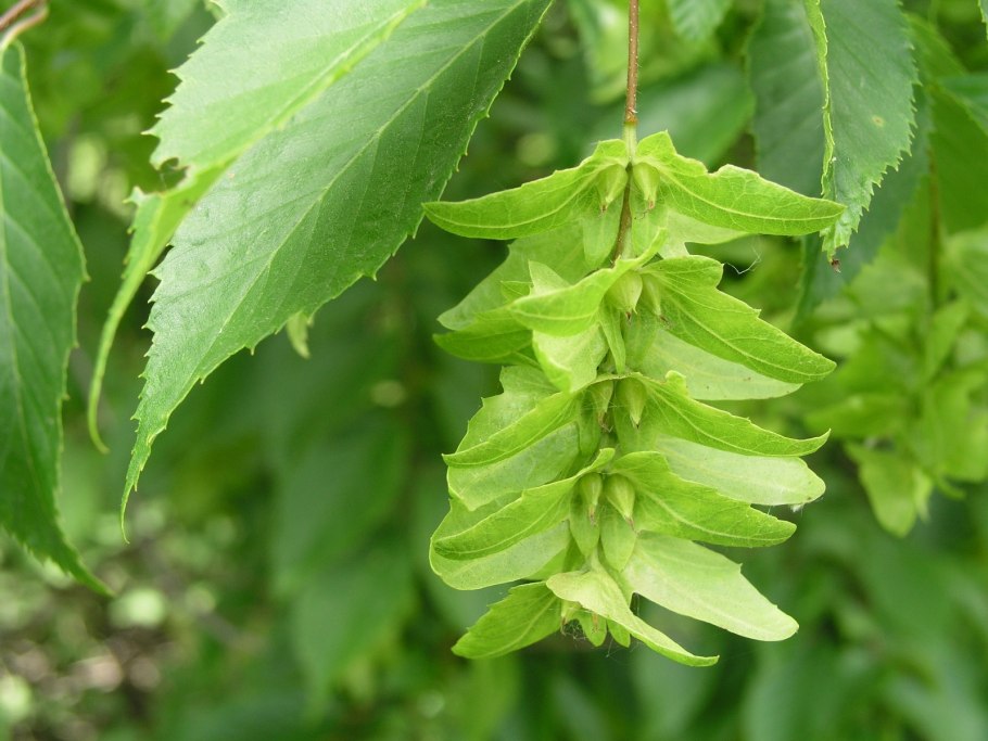 Граб обыкновенный Carpinus betulus