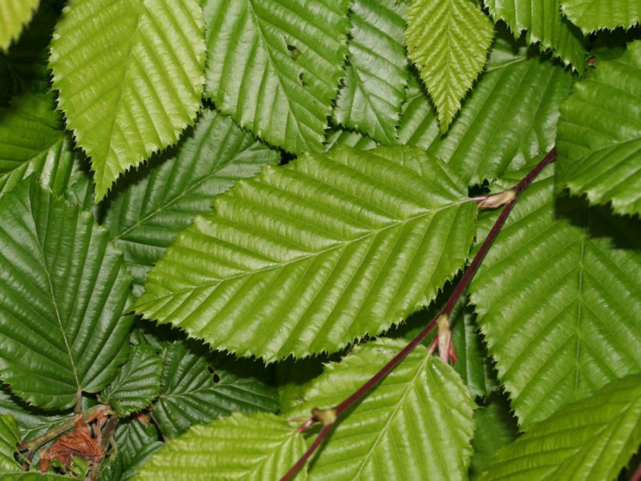 Carpinus betulus l