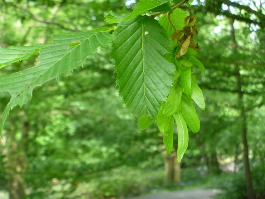 Граб обыкновенный Carpinus betulus