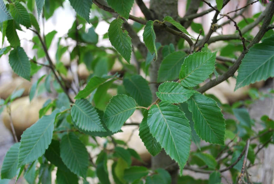 Ostrya carpinifolia
