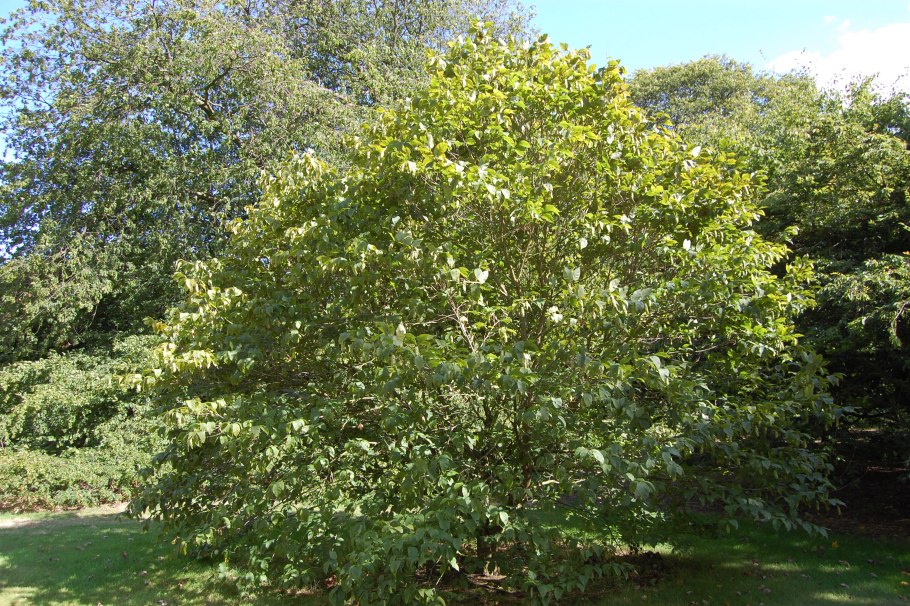 Ostrya virginiana