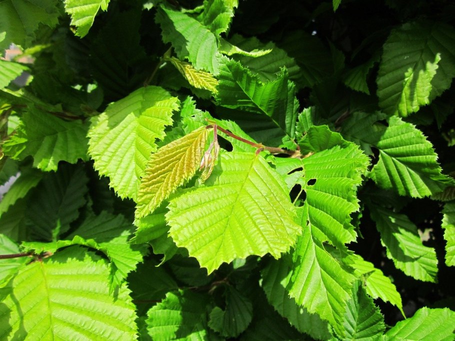 Ostrya virginiana