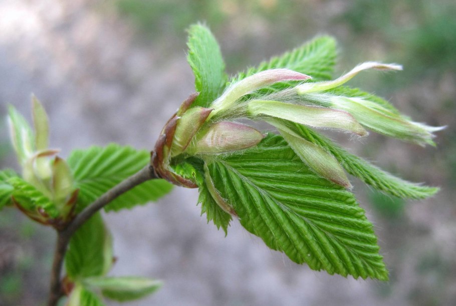 Граб обыкновенный Carpinus betulus
