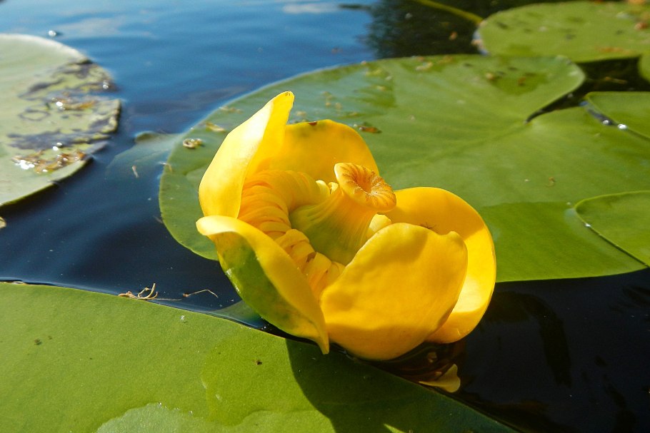 Кубышка желтая (Nuphar lutea)