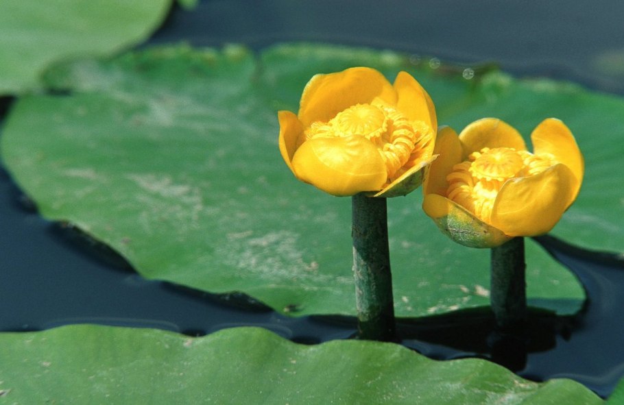 Кубышка желтая (Nuphar lutea)