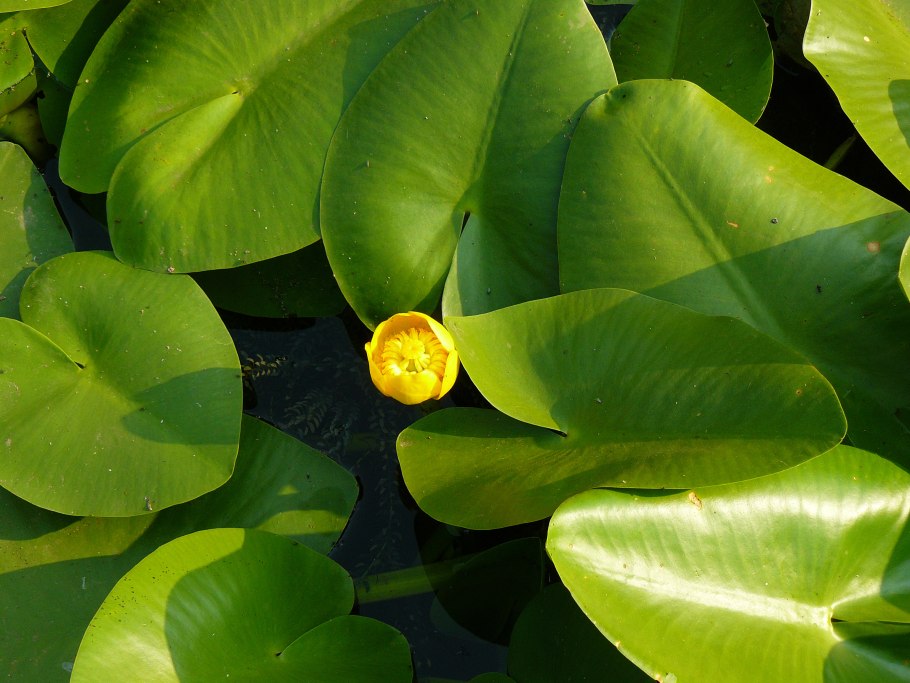 Кубышка желтая (Nuphar lutea)
