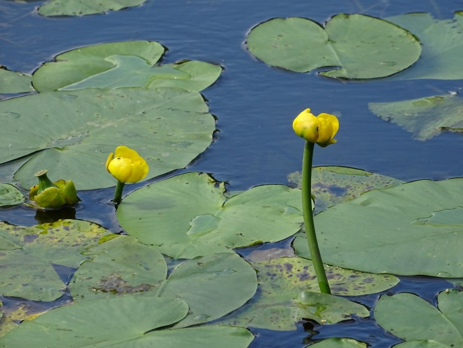 Кубышка малая – Nuphar pumila (Timm) DC.