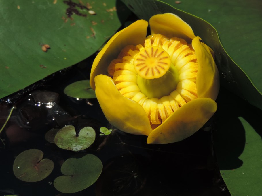 Nuphar japonica var. Rubrotincta