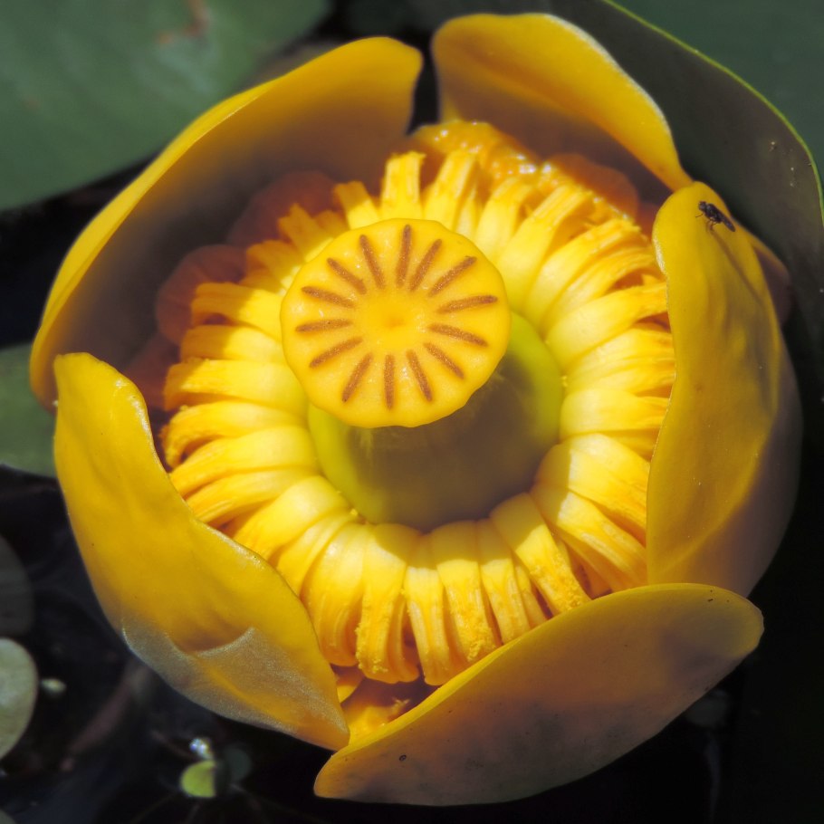 Кубышка желтая — Nuphar lutea (l.) Smith
