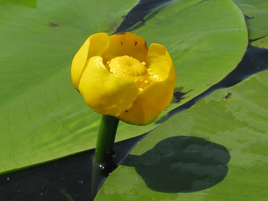 Кубышка желтая (Nuphar lutea)