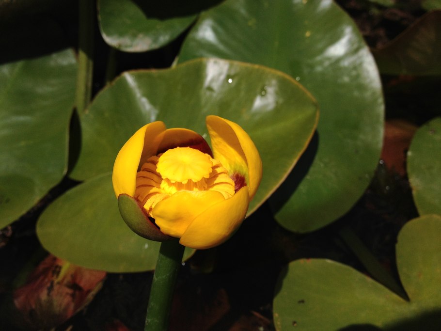 Кубышка желтая — Nuphar lutea (l.) Smith
