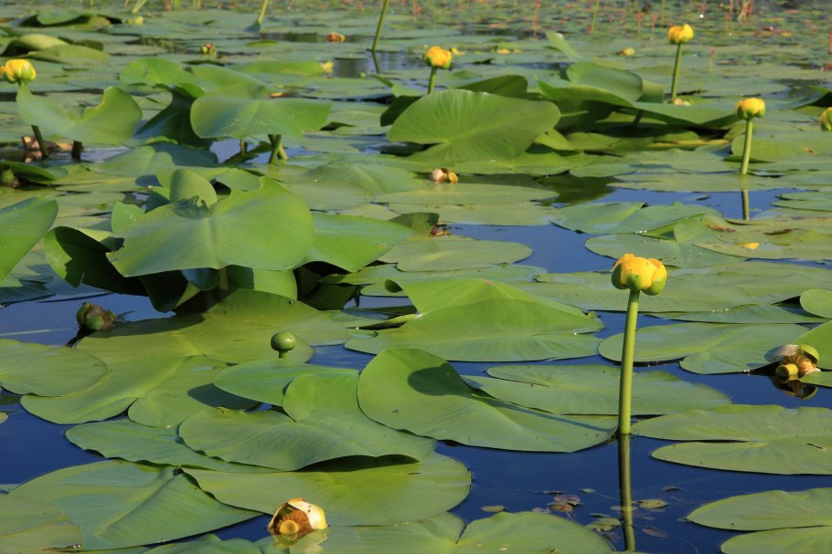 Кубышка желтая (Nuphar lutea)