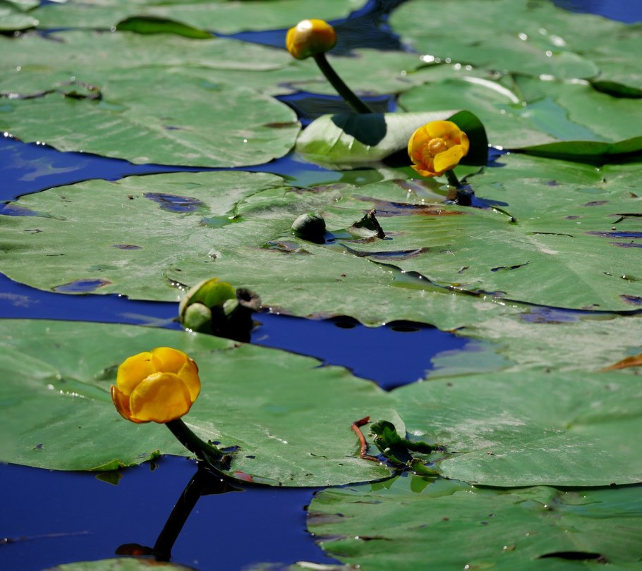 Кубышка Nuphar lutea