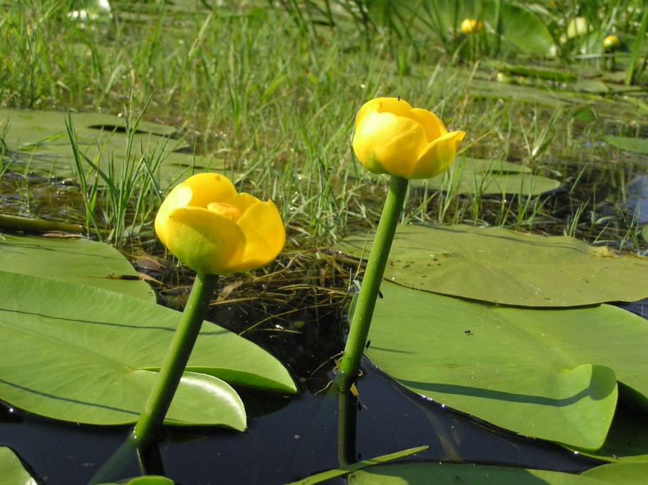 Кубышка желтая Núphar lútea (l.) SM.