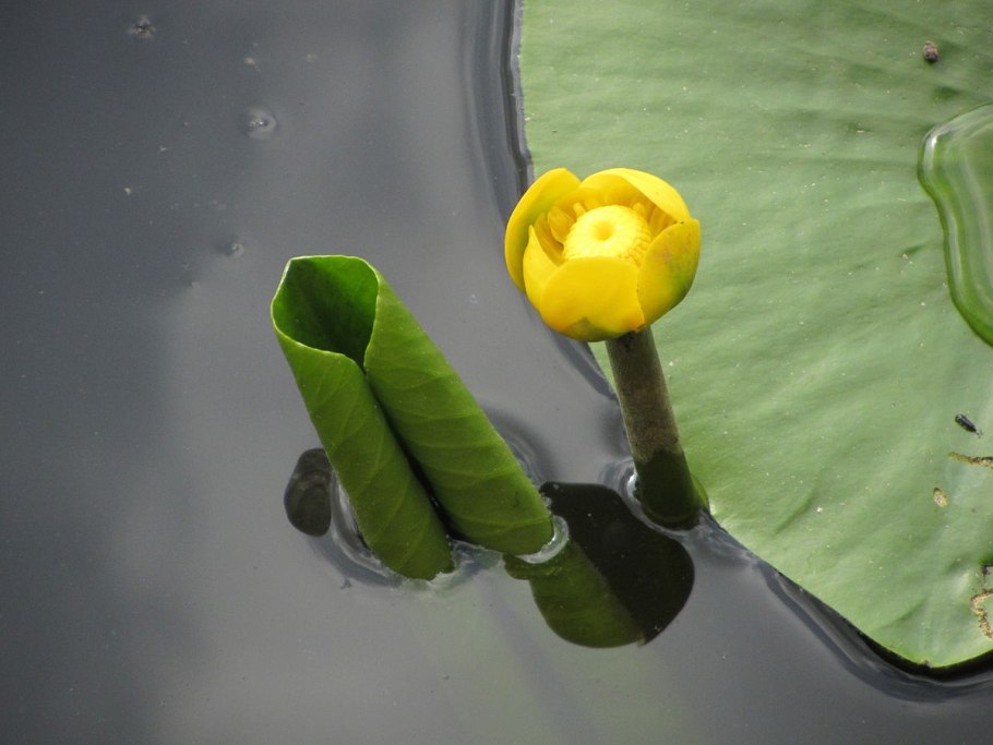 Nuphar pumila
