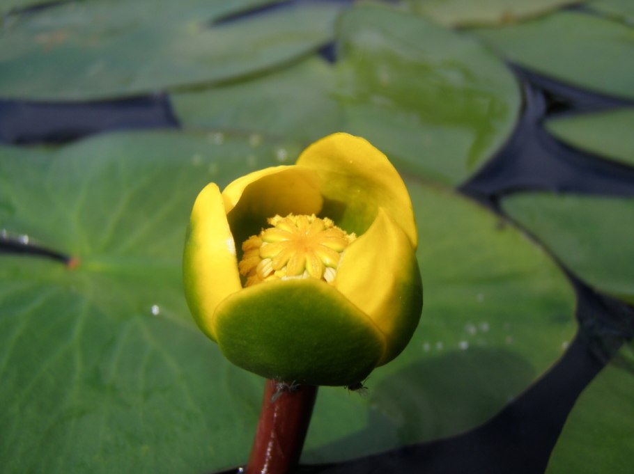Кубышка малая – Nuphar pumila (Timm) DC.