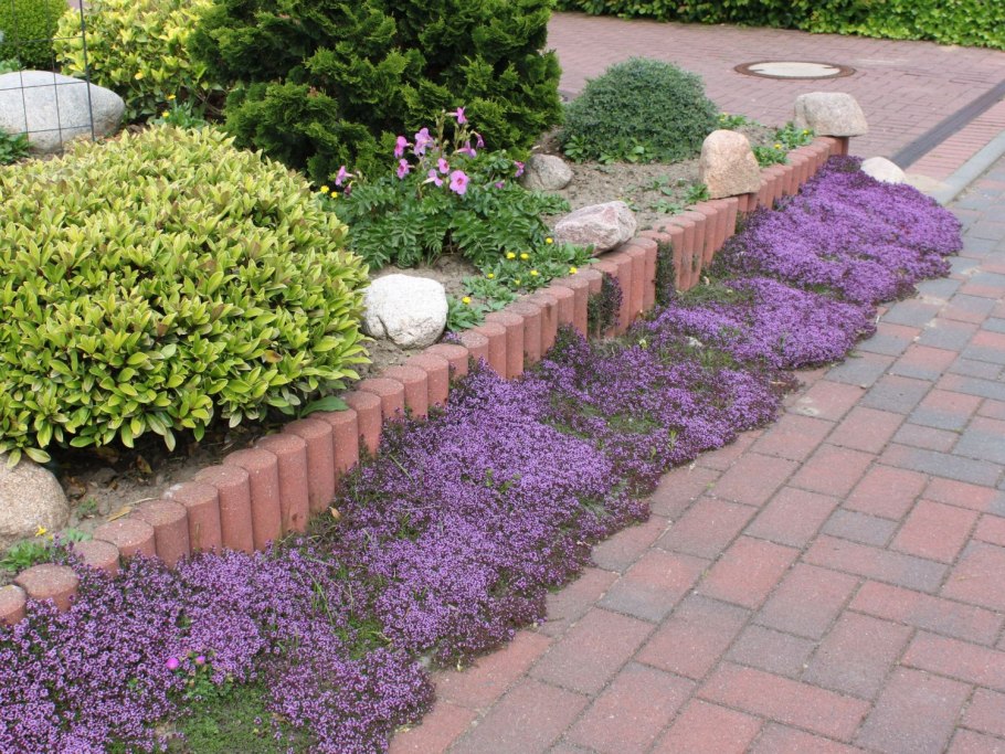 Обриетта спирея