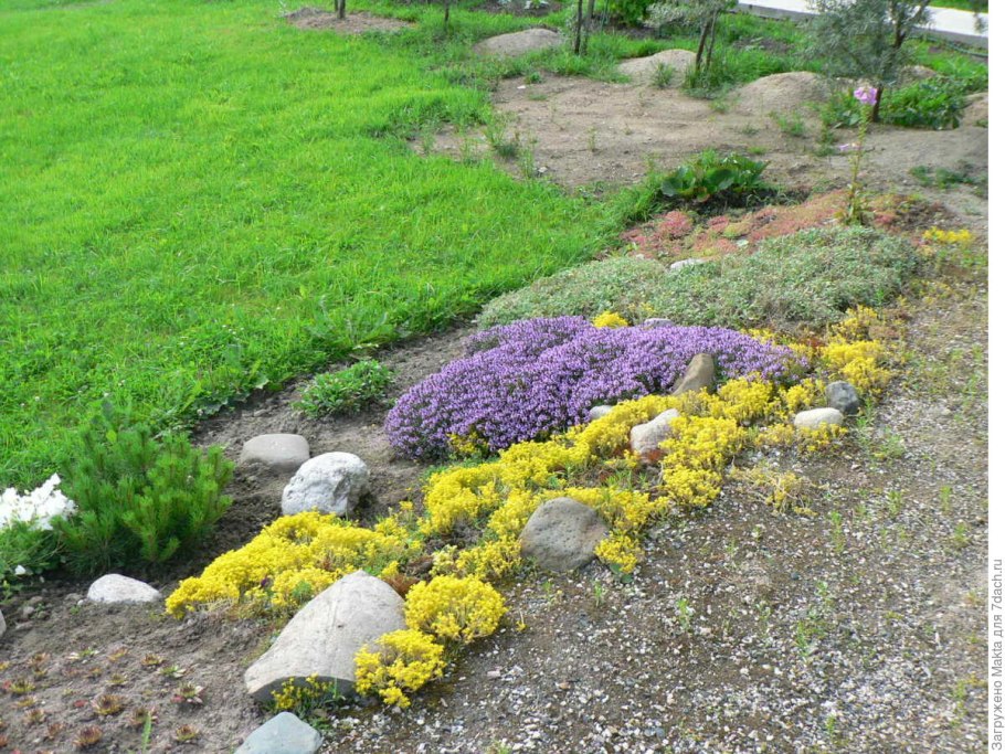 Тимьян в миксбордере