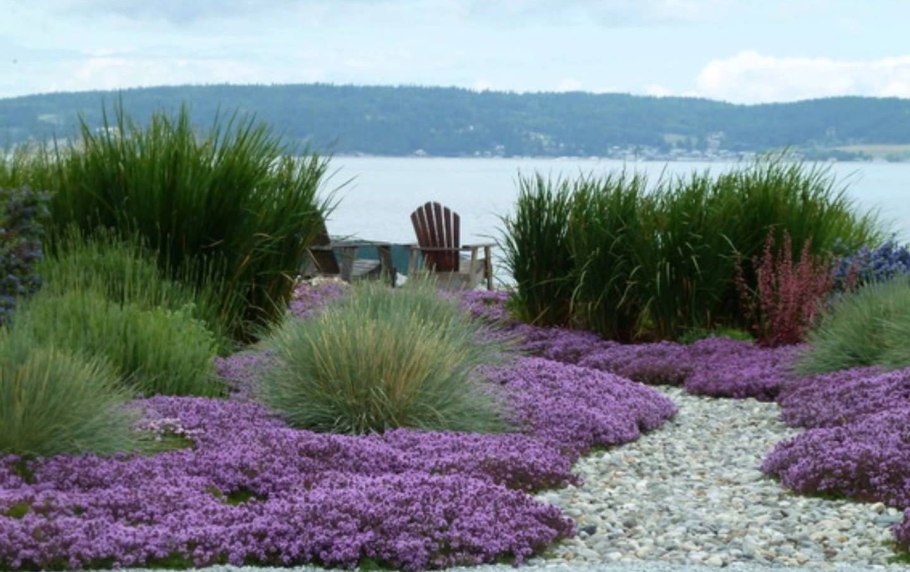 Тимьян Пигмеус