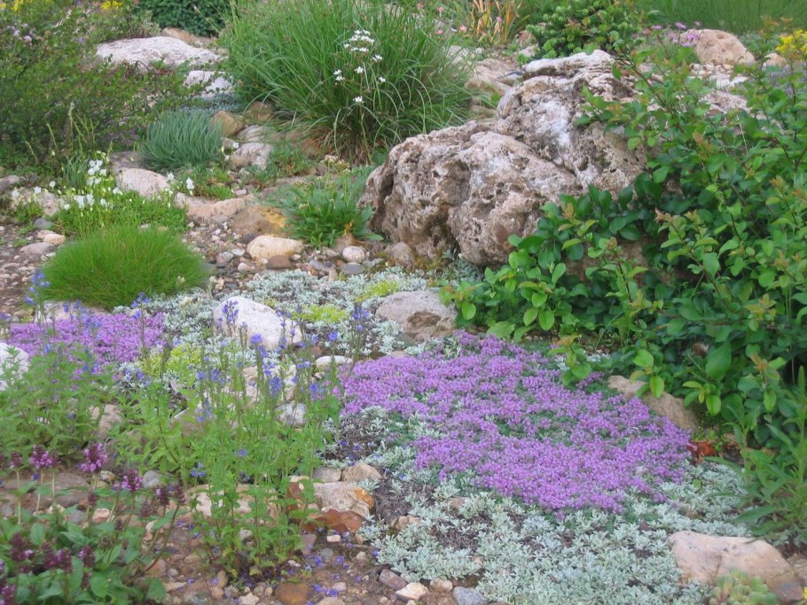 Тимьян ползучий в ландшафтном дизайне