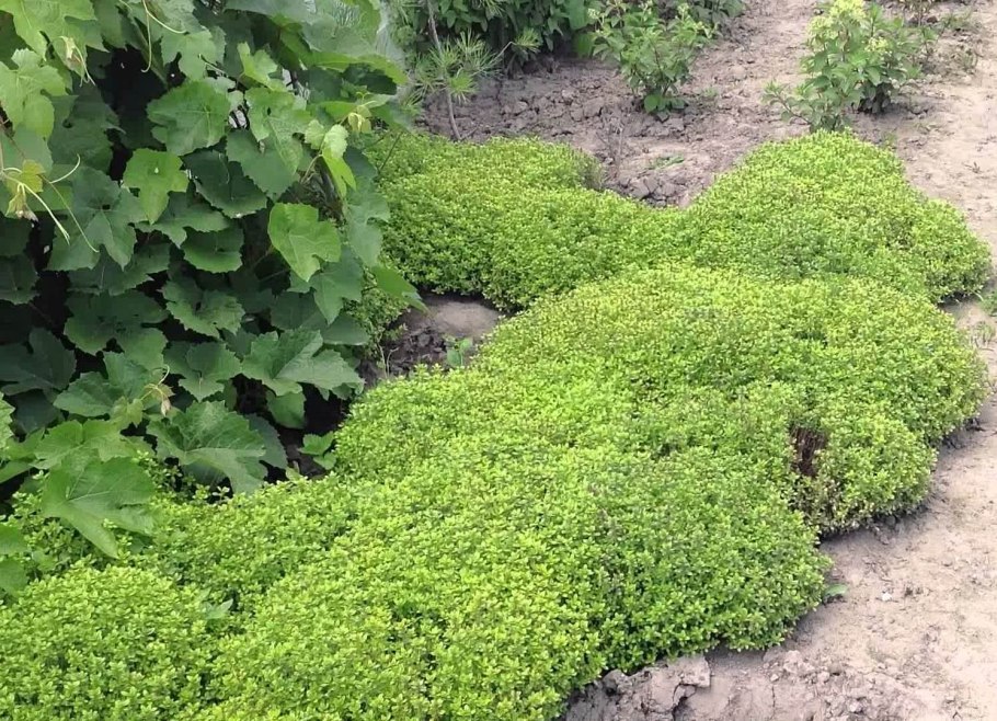 Флокс шиловидный на альпийской Горке