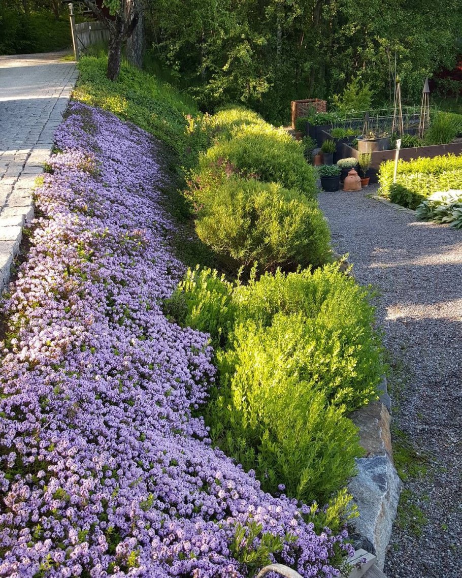 Тимьян Thymus longicaulis
