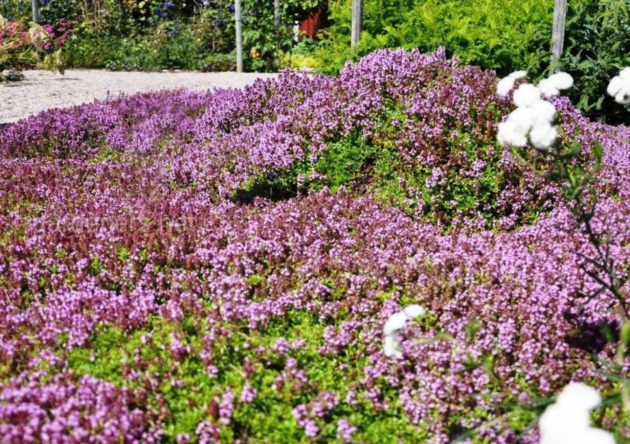 Тимьян в горшке на даче