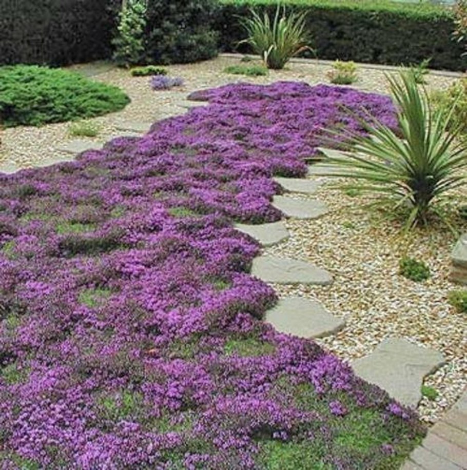 Тимьян ползучий (Thymus serpyllum 'Magic Carpet')