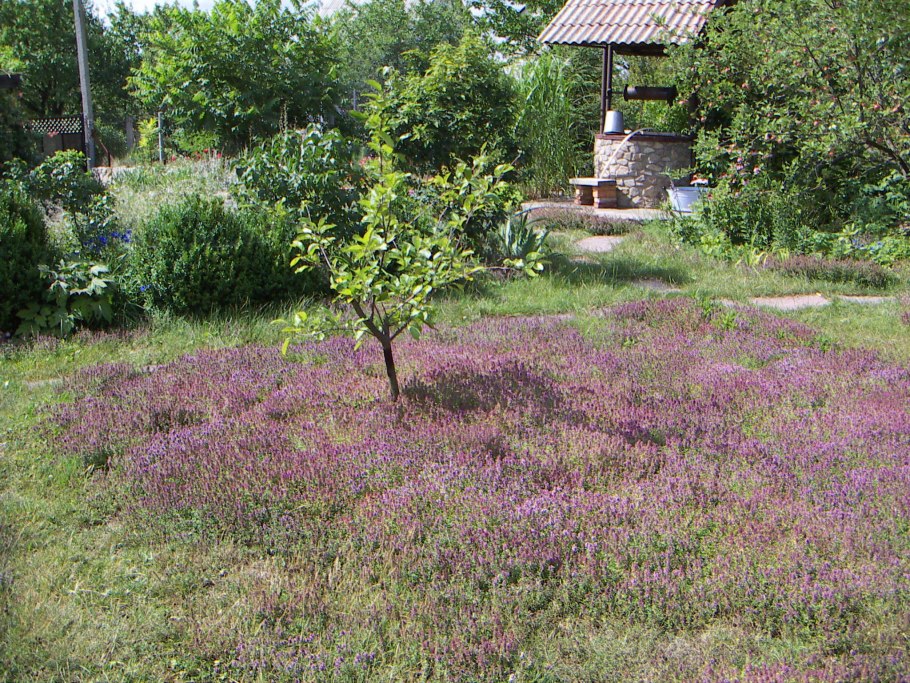 Тимьян (чабрец) ползучий (Thymus serpyllum)